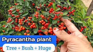 How to grow Pyracantha plant | Beautiful Victory Pyracantha plant | Urdu Hindi