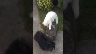 Кот против Собаки / Cat vs Dog Кот против Собаки / Cat vs Dog