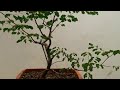 como fazer um bonsai de Pau Ferro