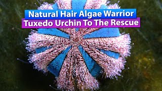 Hair Algae Removal / Natural Eater  Saltwater Reef tank
