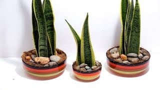 Snake Plant Cutting Arrangement in Ceramic Bowl with Coco Peat (Indoor Plants Decor)