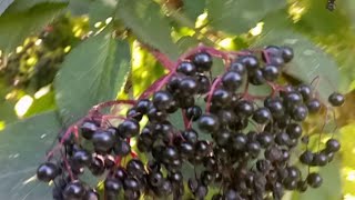 видео: Необыкновенное варенье из черной бузины картинка: Необыкновенное варенье из черной бузины
