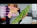 What To Do With A Brussels Sprouts Stalk