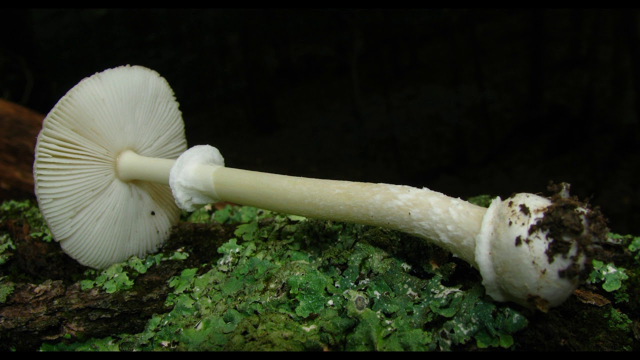 Amanita praecox - YouTube