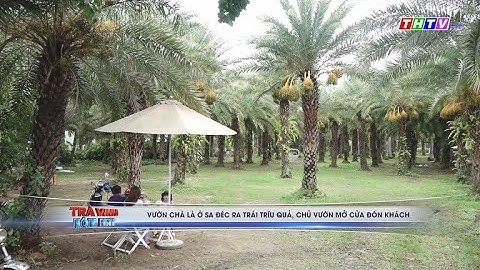 Vườn chà là ở Sa Đéc ra trái trĩu quả, chủ vườn mở cửa đón khách