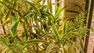 আজ CDA তে সারাদিনের কিছু মুহুর্ত #daily#cooking #food #flowers