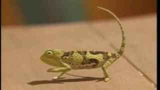 Zoboomafoo Dinosaurs hq Part 22