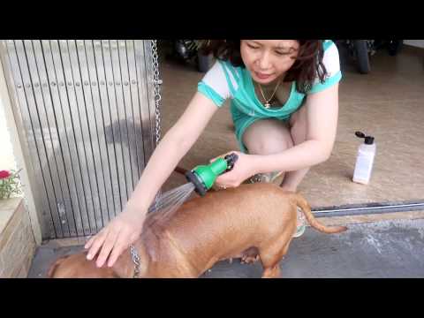 Video: Cách Tắm Cho Chó Dachshund