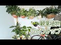 2022年観葉植物ラインナップ