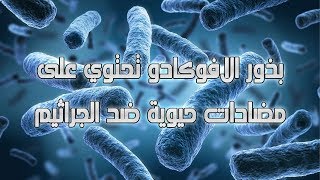 بذور الافوكادو تحتوي على مضادات حيوية ضد الجراثيم