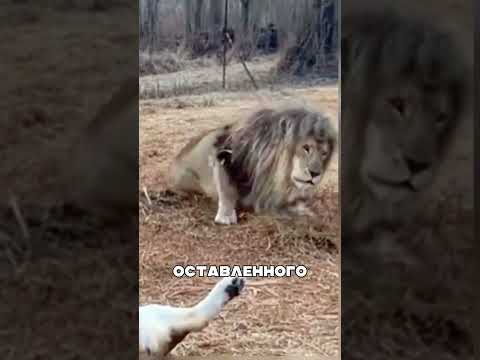 Вожак ВЕРНУЛСЯ и устроил БЕСПОЩАДНУЮ схватку👑🦁⚔️