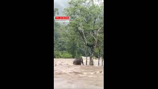 Kerala flood 2022,Elephant try to escape from River
