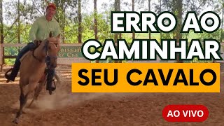 Como caminhar o cavalo corretamente