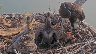 Captiva Osprey Cam | Both osprey babies eat breakfast after fighting | May 16, 2024