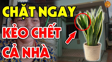 Tuyệt Đối CẤM TRỒNG CÂY LƯỠI HỔ Trước Cửa Nhà Nếu Chưa Biết Điều Này Kẻo Rước Đại Họa Vào Thân