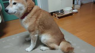 心配になるくらい雷に震える柴犬。Shiba Inu trembling with thunder