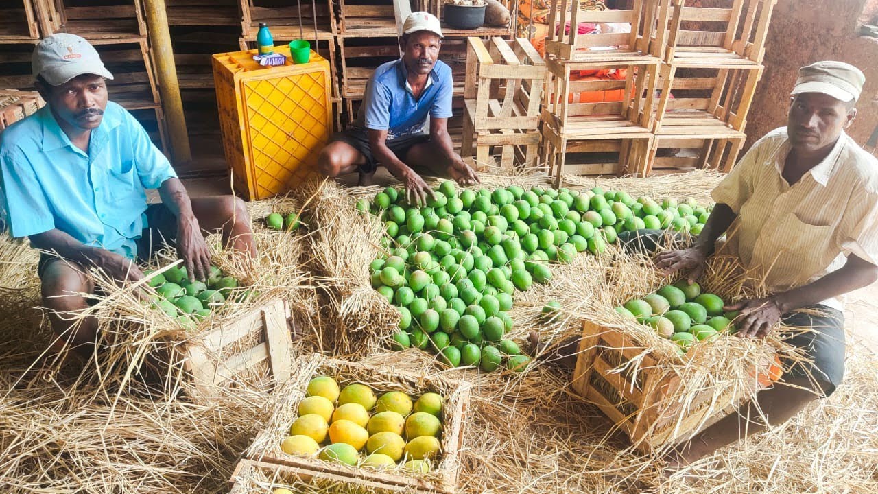 Mango Wholesale Market | रत्नागिरी हापूस Direct Farm To Home | Alphonso Mango