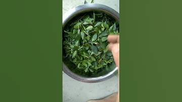 Harvesting and Making from Henna Tree Leaves#henna#mehndi#homemade#shorts#harvest#diy#trending#tree