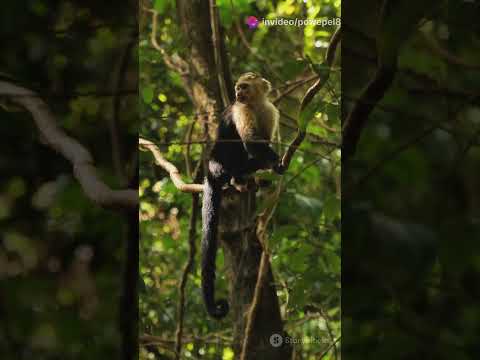 عندي لكم معلومه غريبه نحن البشر نرى الالوان زاهيه بينما القرود لا ترى الوان اكسبلور حقائق معلومات