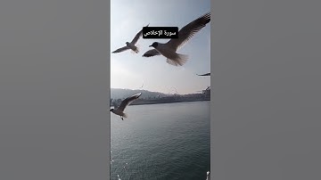 سورة الإخلاص بصوت القارئ محمد عبيد الله surah al Ekhlas beautiful voice