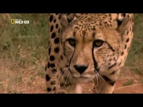 GEPARDO MÁS VELOS DEL PLANETA, GRANDES DOCUMENTALES EN HD.