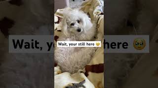 ⚠WARNING⚠ this may melt your heart ❤ #dog #puppy #pets #cute #poodle