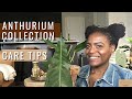 My Anthurium Collection | How to Care for Anthuriums | Plant Care Tips and Maintenance