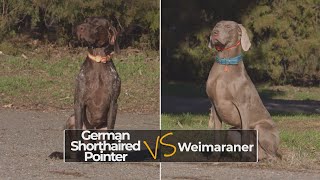 German Shorthaired Pointer vs Weimaraner  Complete Dog Breed Comparison