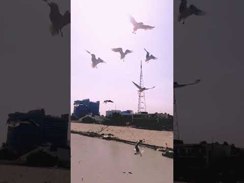 تأمل الطيور المحلقة في السماء فرغم صغير قلبها لكنها رائعة ومتفائلة تبحث عن عش الحب والحنان