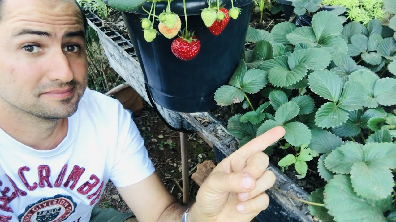 PLANTAR MORANGO NO CANTEIRO OU NO VASO PLANTAR MORANGO NO CANTEIRO OU NO VASO