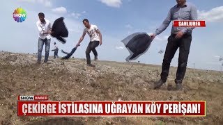 Çekirge Istilasına Uğrayan Köy Perişan