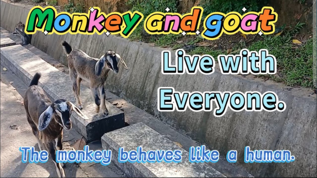 Monkey Mischief & Goat Antics: Epic Wildlife Adventures!