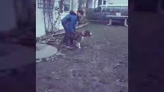 I Love American Stafford