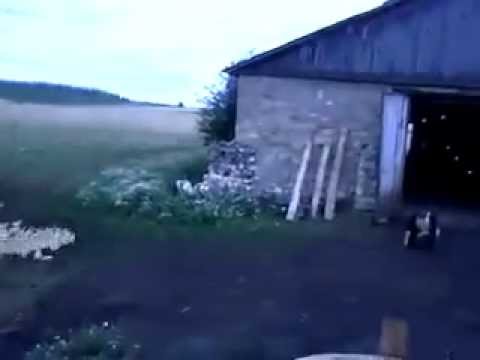 Russian man orders ducks to marched them into barn!!