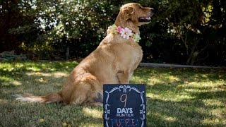 This Glowing Golden Retriever's Maternity Photo Shoot Will Make You Smile This Glowing Golden Retriever's Maternity Photo Shoot Will Make You Smile