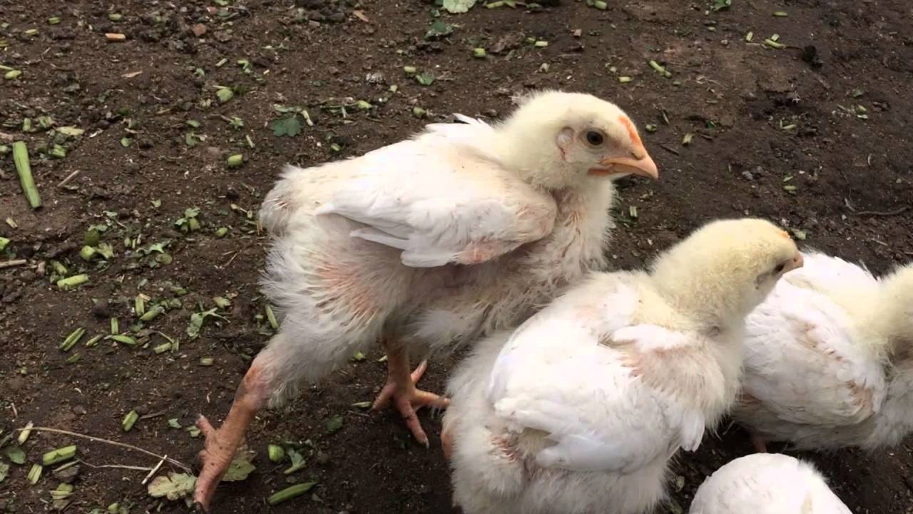 2 недельные цыплята