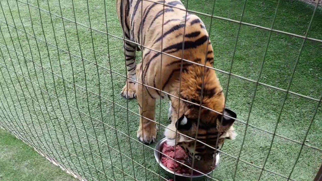 Feeding the tigers ! - YouTube