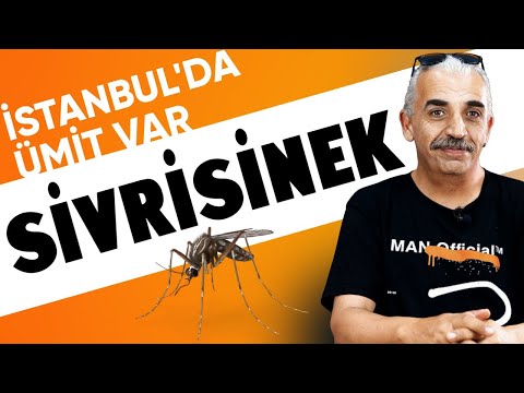 Video: Dişi ve erkek sivrisinekler doğada kesinlikle gereksiz değildir