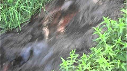 Tao Te Ching (verse 8) - Lao Tzu