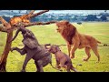 OMG: Baby Lion Is Having Fun But He Meets The Crazy Elephant, What Will It Be Like