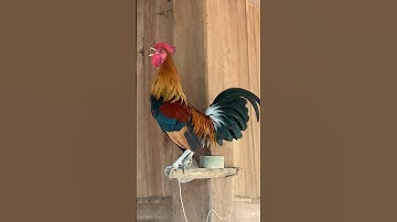 Tiếng gà rừng Mồi gáy chuẩn 100%✅✅ #garung #chicken #chuongga #qaibdib