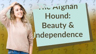 What Do I Need to Know About the Afghan Hound Dog Breed?