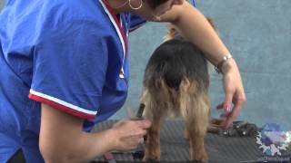 HandStripping the Australian Terrier Part 1