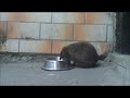 hedgehog and dog food-Ježko na granuliach