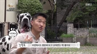 줄을 당기고 쉽게 흥분하는 반려견 핸들링 방법｜반려견 기초 상식