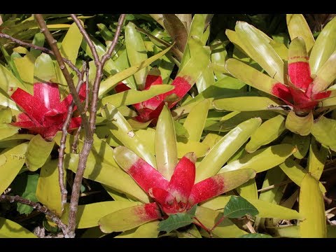 Video: Neoregelia (34 Fotogrāfijas): Rūpes Par Ziedu Mājās. Karolīnas Un Citu Sugu Neoreģēliju Apraksts. Reprodukcijas Metodes