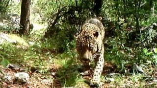Http://tucsonsentinel.com/local/report/020316_jaguar – video of a
rare solitary jaguar roaming the mountains just south tucson was
released wednesday. the...