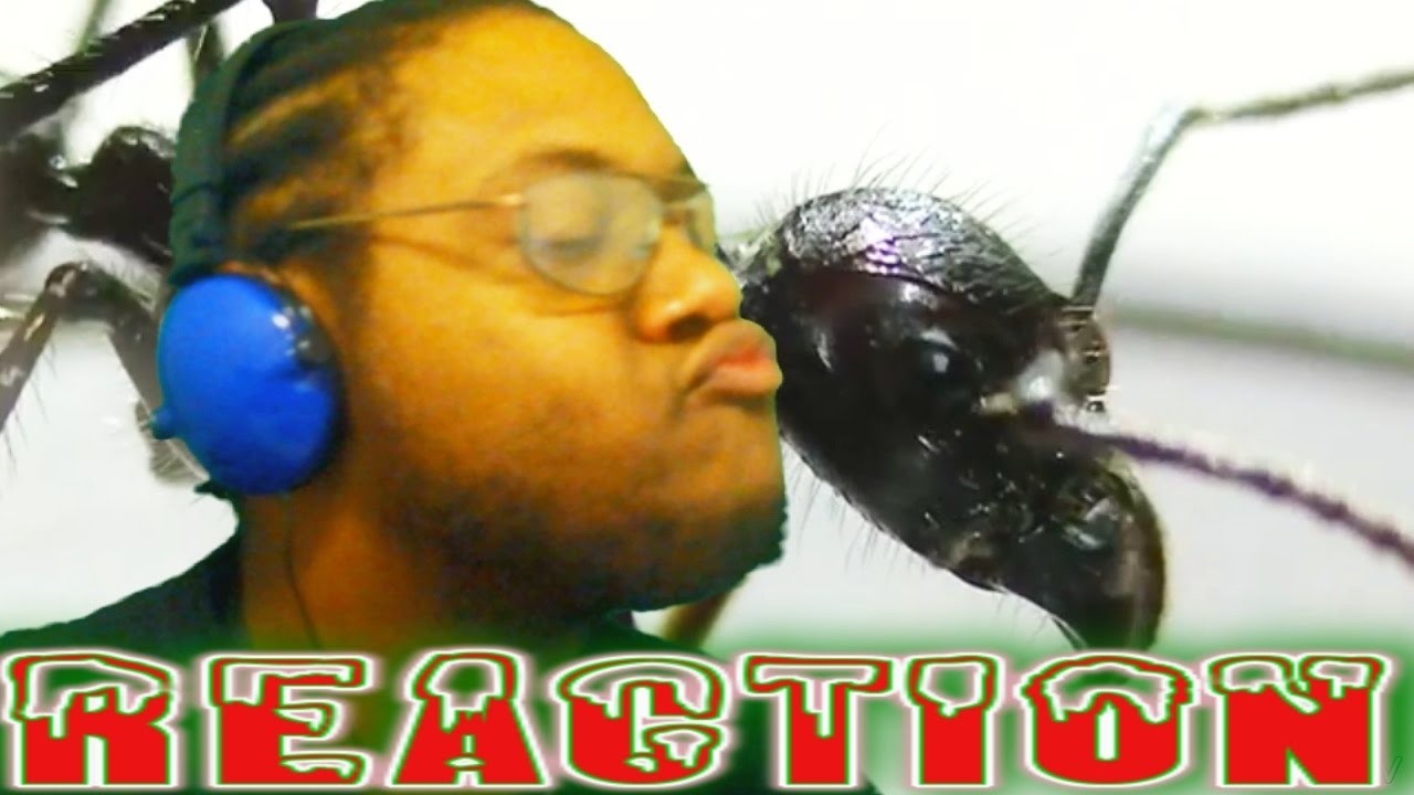 stung-by-a-bullet-ant-reaction-youtube