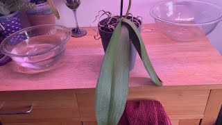 Rehabilitate a Phalaenopsis with meorchid rescue with water culture