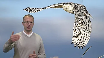 Jak dlouho trvá rekonvalescence zubu moudrosti?